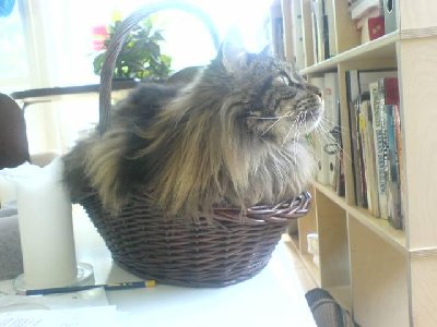Fido (Small).jpg
