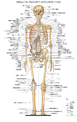 skeleton_front.jpg