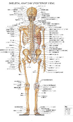 skeleton_back.jpg