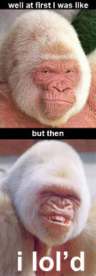 monkey-lold.jpg