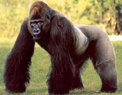 2006-05-17-silverback_gorilla.jpg