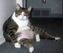 kat.jpg