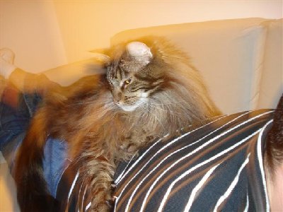 farlig tiger (Small).JPG