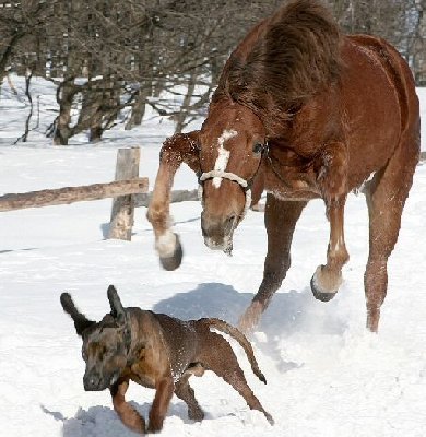 horse_chases_dog.jpg