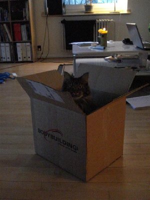 Didonator (Small).JPG