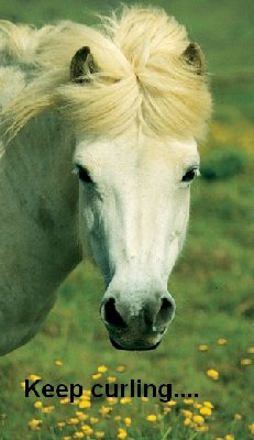 Horse.jpg