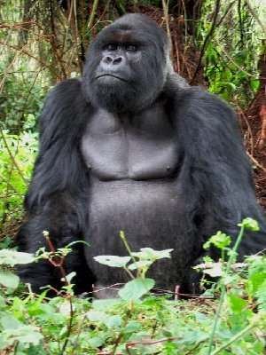 africa-2005.1162810440.5x_silverback_1.jpg