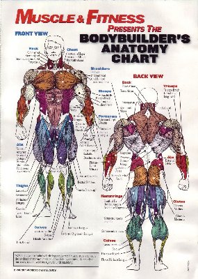 AnatomyChart.jpg