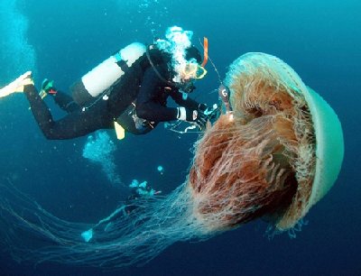 200kg-weight-monster-jellyfish.jpg