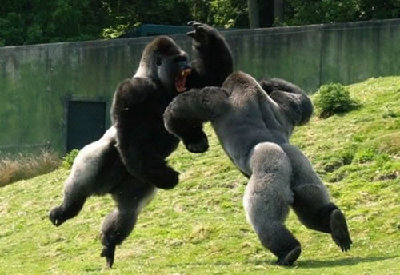 70 The Most Awesome Picture Ever Taken.jpg