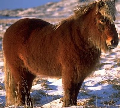 Hest.jpg