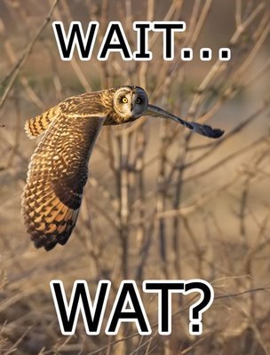 wait%20wat.jpg