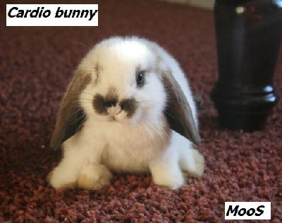 Moos - Cardio.jpg