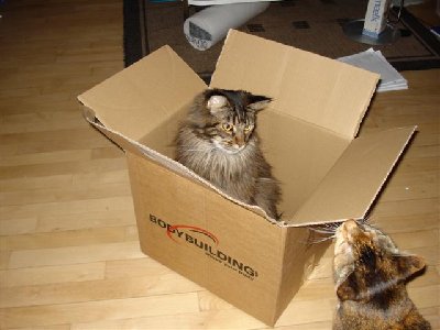 Fidofiebasse (Small).JPG