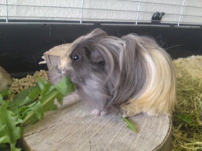 annie.jpg