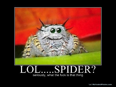 633691524861450860-lolspider.jpg