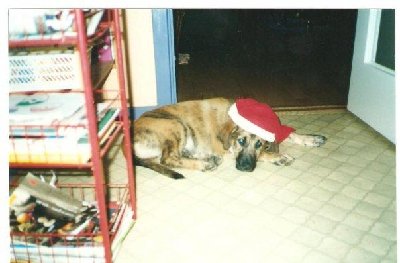 Bamse.jpg