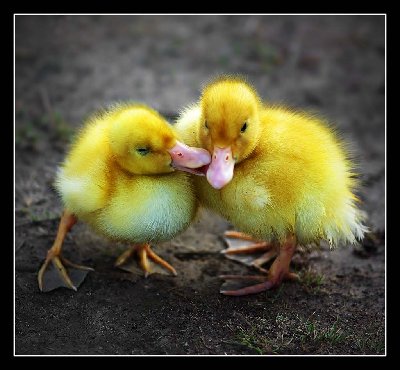 ducklove.jpg
