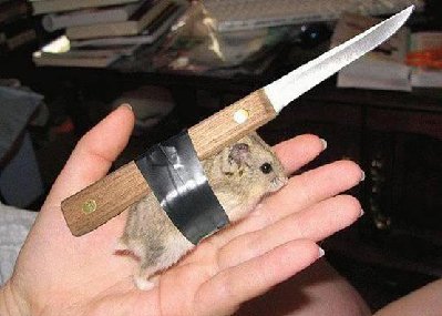 funny hamster.jpg