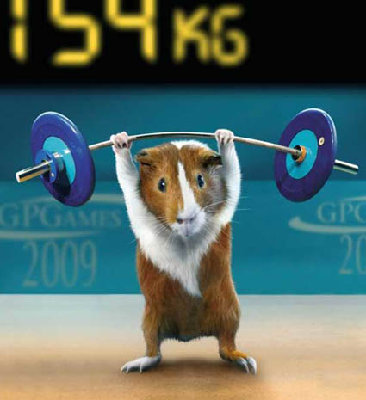 guinea-pig-sports-02.jpg