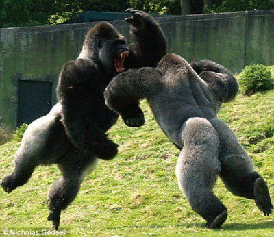 gorilla.jpg