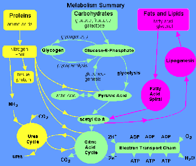 590metabolism.gif