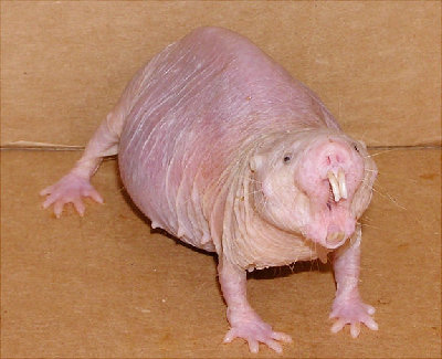 gal_naked_mole.jpg