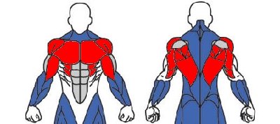 divide-muscle-groups.jpg