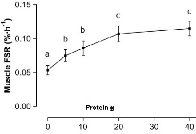 Protein_synthesis_and_protein_dose_reponse.jpg