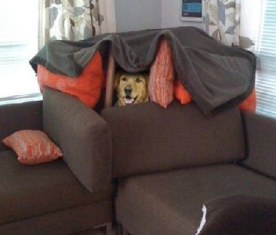 der hund.jpg