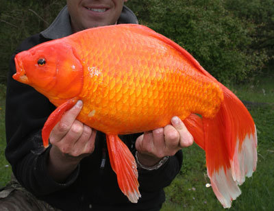 kaempe_guldfisk_03.jpg