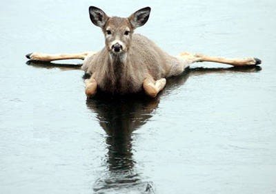 bambi-1.jpg