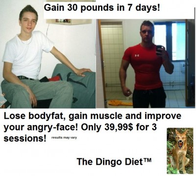 Dingo diet.jpg
