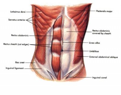 abdominals.jpg