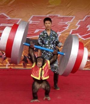monkey_weightlifting.jpg