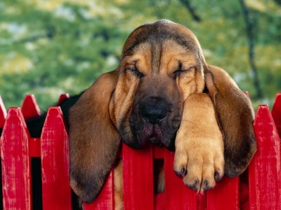 Bloodhound_Puppy.jpg
