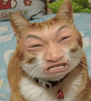 chinacat.jpg