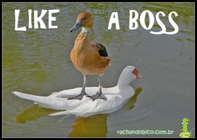like-a-boss-duck.jpg