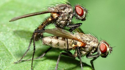 flueknepperi.jpg