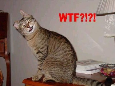 wtf-cat (1).jpg