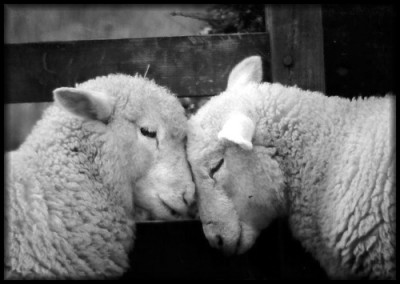 Woolly_love_ewe_in_black_and_white.jpg