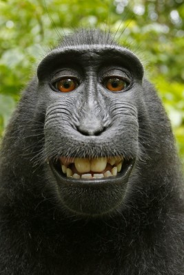 Monkey_takes_photos_681581m.jpg