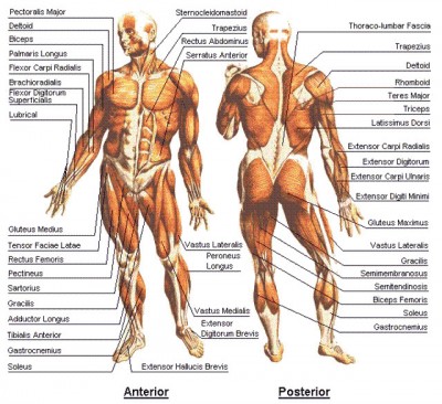 anatomy.jpg