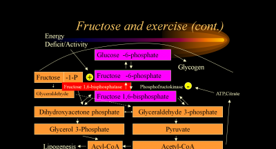 fructose-slide-21.png