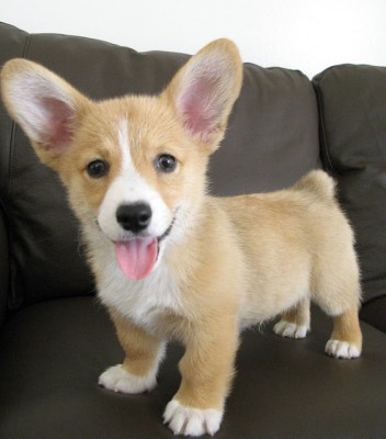 cute-corgi-puppy-991.jpg