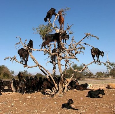 crazy_goats_28.jpg