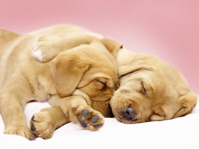 Cute-Dogs.jpg