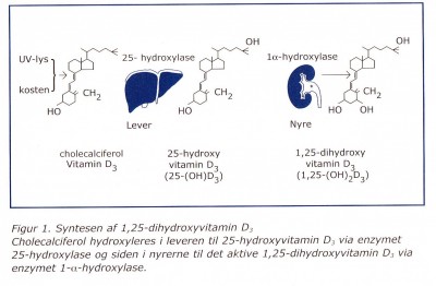 D vitamin syntese.jpg