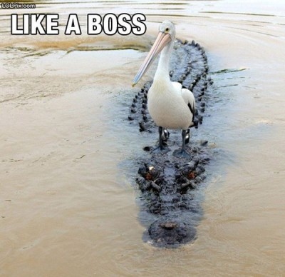 Funny_Pictures_116815.jpg