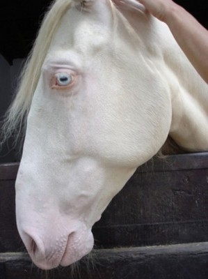 albino-animals-13.jpg